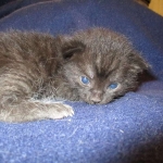 Savannah, Black on Black Male DOB 7-29-16