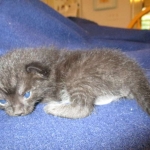 Savannah, Black on Black Male DOB 7-29-16