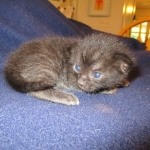 Savannah, Black on Black Male DOB 7-29-16