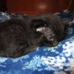 Savannah, Black on Black Male DOB 7-29-16