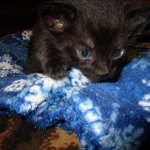 Savannah, Black on Black Male DOB 7-29-16