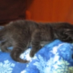 Savannah, Black on Black Male DOB 7-29-16