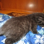 Savannah, Black on Black Male DOB 7-29-16