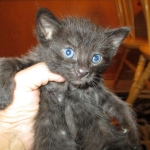 Savannah, Black on Black Male DOB 7-29-16