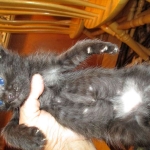 Savannah, Black on Black Male DOB 7-29-16