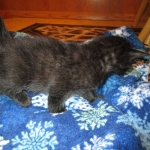 Savannah, Black on Black Male DOB 7-29-16