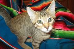 Daisy, Savannah F-7B Brown (Black) Spotted Female #1 DOB 6-3-17