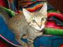 Daisy, Savannah F-7B Brown (Black) Spotted Female #1 DOB 6-3-17