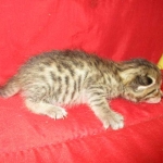 Savannah, Brown (black) spotted, Female, DOB 6-3-17