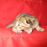 Savannah, Brown (black) spotted, Female, DOB 6-3-17