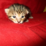 Savannah, Brown (black) spotted, Female, DOB 6-3-17