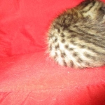 Savannah, Brown (black) spotted, Female, DOB 6-3-17