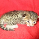 Savannah, Brown (black) spotted, Female, DOB 6-3-17