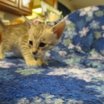 Savannah, Brown (black) spotted, Female, DOB 6-3-17