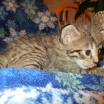 Savannah, Brown (black) spotted, Female, DOB 6-3-17