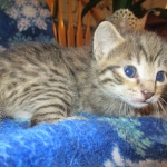 Savannah, Brown (black) spotted, Female, DOB 6-3-17