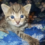 Savannah, Brown (black) spotted, Female, DOB 6-3-17