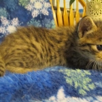 Savannah, Brown (black) spotted, Female, DOB 6-3-17