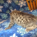 Savannah, Brown (black) spotted, Female, DOB 6-3-17