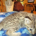 Savannah, Brown (black) spotted, Female, DOB 6-3-17