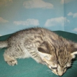 Savannah, Brown (black) spotted, Female, DOB 6-3-17