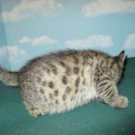 Savannah, Brown (black) spotted, Female, DOB 6-3-17