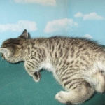 Savannah, Brown (black) spotted, Female, DOB 6-3-17