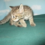 Savannah, Brown (black) spotted, Female, DOB 6-3-17