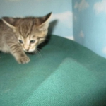 Savannah, Brown (black) spotted, Female, DOB 6-3-17
