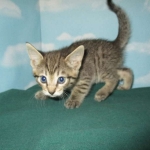 Savannah, Brown (black) spotted, Female, DOB 6-3-17