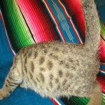 Savannah, Brown (black) spotted, Female, DOB 6-3-17