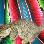 Savannah, Brown (black) spotted, Female, DOB 6-3-17