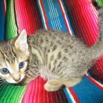 Savannah, Brown (black) spotted, Female, DOB 6-3-17