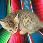 Savannah, Brown (black) spotted, Female, DOB 6-3-17