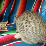 Savannah, Brown (black) spotted, Female, DOB 6-3-17