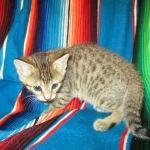 Savannah, Brown (black) spotted, Female, DOB 6-3-17