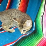 Savannah, Brown (black) spotted, Female, DOB 6-3-17