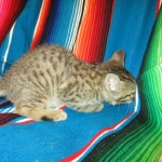 Savannah, Brown (black) spotted, Female, DOB 6-3-17