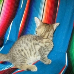 Savannah, Brown (black) spotted, Female, DOB 6-3-17