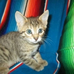 Savannah, Brown (black) spotted, Female, DOB 6-3-17