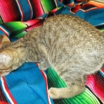 Savannah, Brown (black) spotted, Female, DOB 6-3-17