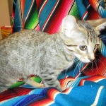 Savannah, Brown (black) spotted, Female, DOB 6-3-17