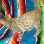 Savannah, Brown (black) spotted, Female, DOB 6-3-17