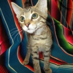 Savannah, Brown (black) spotted, Female, DOB 6-3-17