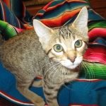 Savannah, Brown (black) spotted, Female, DOB 6-3-17