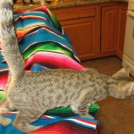 Savannah, Brown (black) spotted, Female, DOB 6-3-17