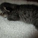 Savannah, F-7B, Brown (Black) Spotted, Female, DOB 7-27-16