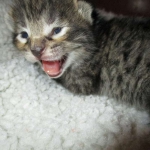 Savannah, F-7B, Brown (Black) Spotted, Female, DOB 7-27-16