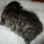 Savannah, F-7B, Brown (Black) Spotted, Female, DOB 7-27-16