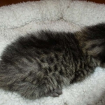 Savannah, F-7B, Brown (Black) Spotted, Female, DOB 7-27-16